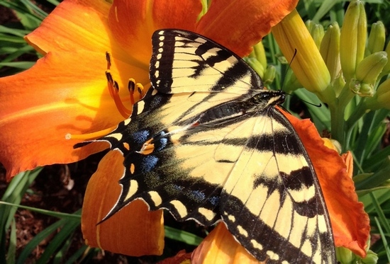 Tiger Swallowtail - photo by Cameron Stern
